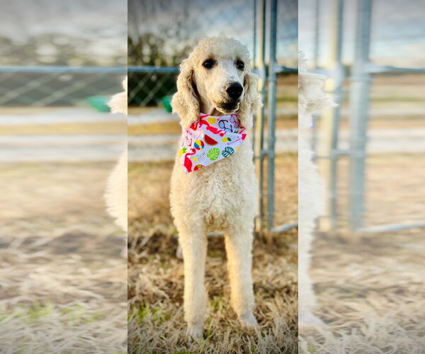 Medium Photo #3 Poodle (Standard) Puppy For Sale in Pacolet, SC, USA