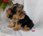 Small #9 Yorkshire Terrier
