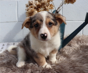 Anatolian Shepherd-Pembroke Welsh Corgi Mix Puppy for sale in HONEY BROOK, PA, USA