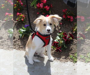 Pembroke Welsh Corgi-Pomeranian Mix Dogs for adoption in Imperial Beach, CA, USA