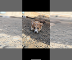 Puppy Puppy 2 male Pembroke Welsh Corgi