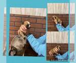 Small Photo #7 Olde English Bulldogge Puppy For Sale in EUNICE, LA, USA