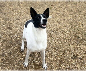 Sandy - Female Canaan Dog-Pointer Mix Dog for Adoption - Photo #8