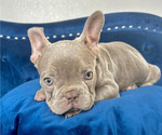 Small Photo #9 French Bulldog Puppy For Sale in HOUSTON, TX, USA