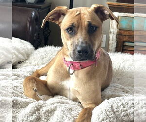 Mutt Dogs for adoption in Fargo, ND, USA