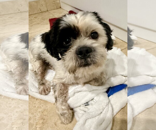 Medium Photo #4 Shih Tzu Puppy For Sale in Boca Raton, FL, USA