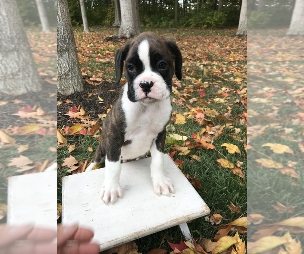 Medium Photo #4 Boxer Puppy For Sale in GOSHEN, IN, USA