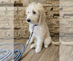 Small #2 Goldendoodle