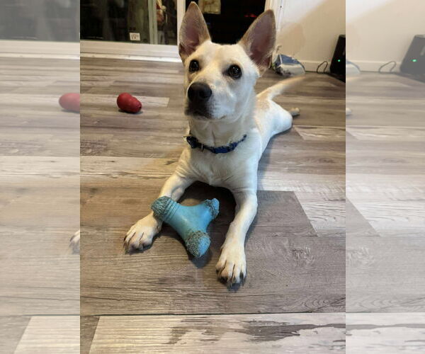 Medium Photo #1 Chihuahua-Unknown Mix Puppy For Sale in Virginia Beach, VA, USA