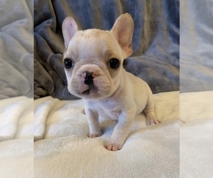 French Bulldog Puppy for sale in JOHNS ISLAND, SC, USA