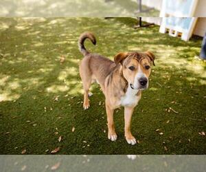 Shepradors Dogs for adoption in Orlando, FL, USA