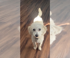 Morkie-Poodle (Miniature) Mix Puppy for sale in COLUMBUS, OH, USA
