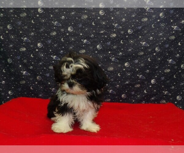 Medium Photo #25 Shih Tzu Puppy For Sale in PATERSON, NJ, USA