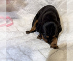 Small Photo #27 Black and Tan Coonhound-Bluetick Coonhound Mix Puppy For Sale in OAK HILLS, CA, USA