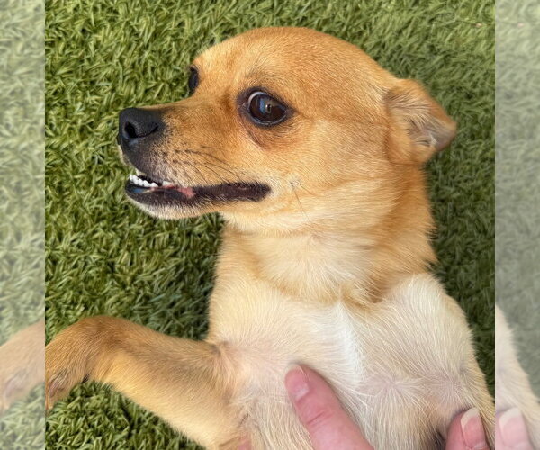 Medium Photo #4 Chihuahua-Unknown Mix Puppy For Sale in Canton, CT, USA