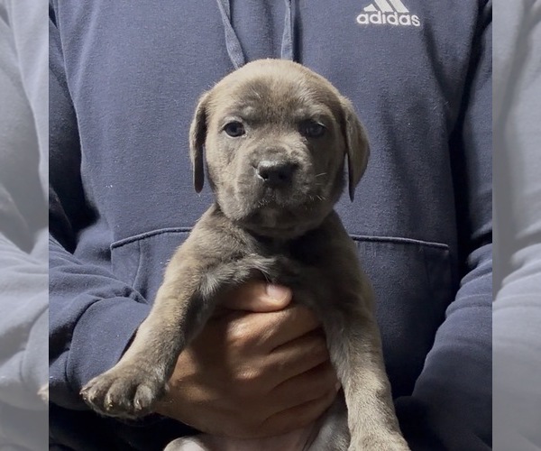 Medium Photo #6 Cane Corso Puppy For Sale in MOUNT MORRIS, MI, USA