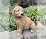 Small Photo #10 Goldendoodle Puppy For Sale in FORDLAND, MO, USA