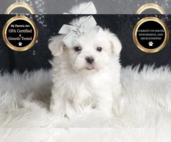 Medium Photo #107 Maltese Puppy For Sale in WARSAW, IN, USA