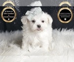 Small Photo #107 Maltese Puppy For Sale in WARSAW, IN, USA