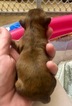 Small Photo #4 Shih Tzu Puppy For Sale in AVONDALE-GOODYEAR, AZ, USA