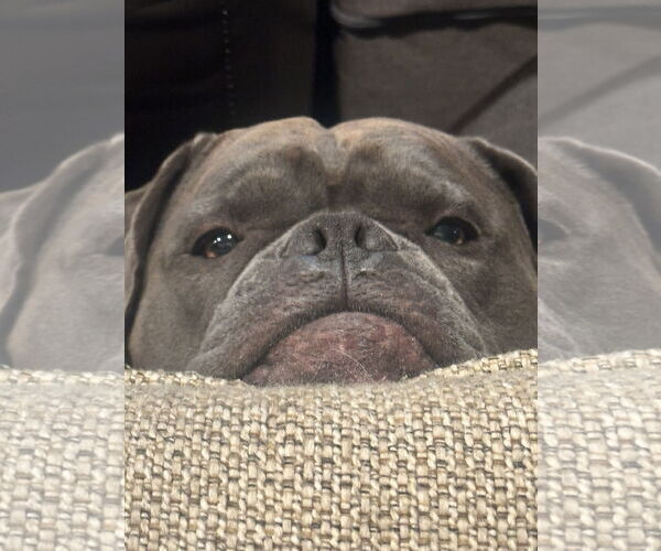 Medium Photo #3 Bulldog Puppy For Sale in Chandler, AZ, USA