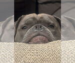 Small #2 Bulldog