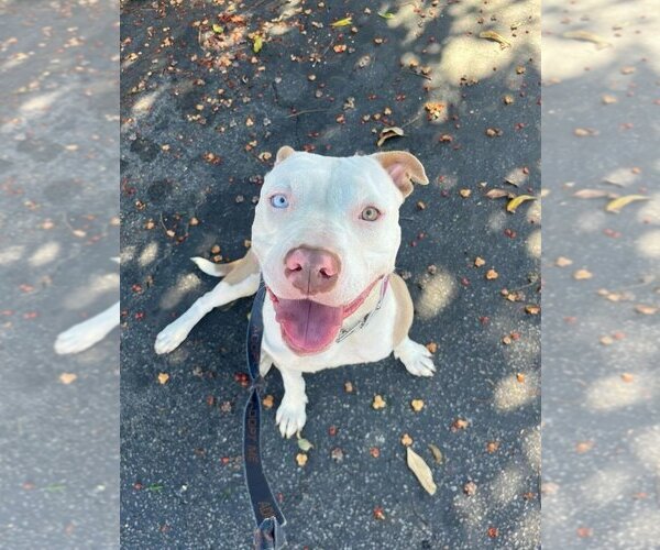 Medium Photo #10 American Staffordshire Terrier-Unknown Mix Puppy For Sale in Lake Forest, CA, USA