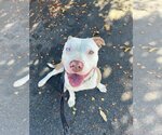 Small #9 American Staffordshire Terrier Mix