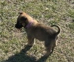 Puppy Puppy 5 Belgian Malinois