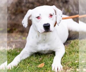 Beagle-Chihuahua Mix Dogs for adoption in Camarillo, CA, USA