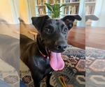 Small #2 Labrador Retriever
