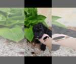 Small #5 Pembroke Welsh Corgi-Poodle (Miniature) Mix