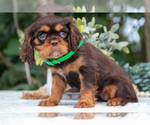 Small Photo #31 Cavalier King Charles Spaniel Puppy For Sale in SALEM, IN, USA