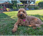 Small #1 Miniature Labradoodle