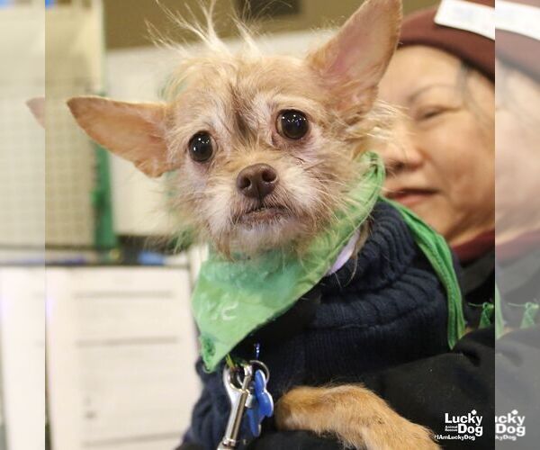 Medium Photo #4 Chihuahua-Unknown Mix Puppy For Sale in Washington, DC, USA