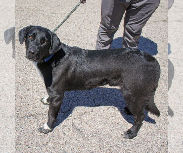 Medium Photo #2 German Shepherd Dog-Unknown Mix Puppy For Sale in Huntley, IL, USA