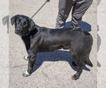 Small #1 German Shepherd Dog Mix