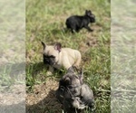 Small French Bulldog