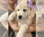 Small English Cream Golden Retriever