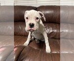 Puppy Pearl Boxer