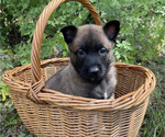Small #2 Belgian Malinois
