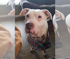 Mila May - Female American Pit Bull Terrier-Unknown Mix Dog for Adoption - Photo #5