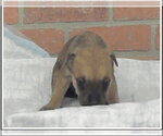 Small #4 Rottweiler Mix