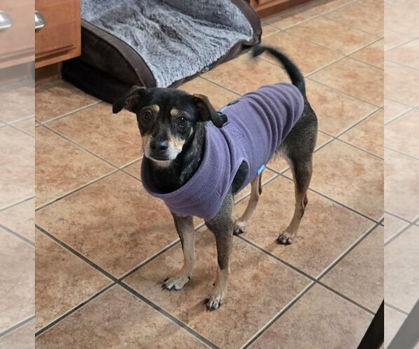 Medium Photo #3 Chihuahua-Unknown Mix Puppy For Sale in Virginia Beach, VA, USA