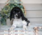 Puppy Patty Cocker Spaniel