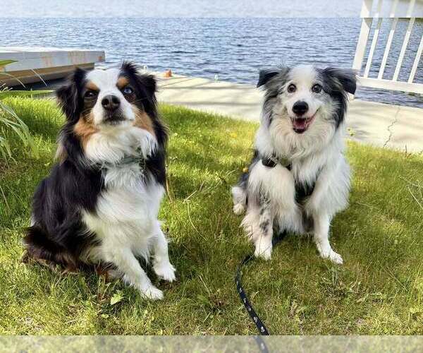 Medium Photo #15 Australian Shepherd-Unknown Mix Puppy For Sale in New York, NY, USA