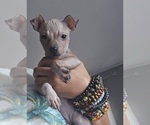 Small #2 Miniature American Hairless Terrier