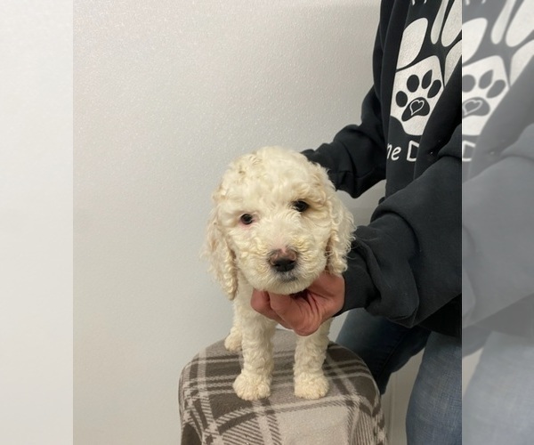 Medium Photo #4 Poodle (Standard) Puppy For Sale in MOORES HILL, IN, USA