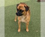 Small #1 Pug Mix