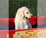 Small Photo #21 Poodle (Standard) Puppy For Sale in LAKE CITY, FL, USA